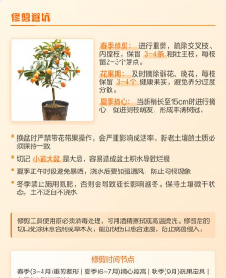 家里阳光不足怎么养花，选对植物种类，掌握养护技巧
