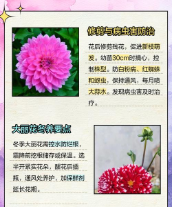家里阳光不足怎么养花，选对植物种类，掌握养护技巧