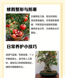 家里阳光不足怎么养花，选对植物种类，掌握养护技巧