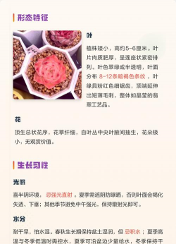 家里阳光不足怎么养花，选对植物种类，掌握养护技巧