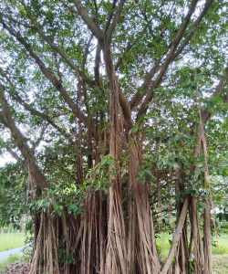 家里阳光不足怎么养花，选对植物种类，掌握养护技巧