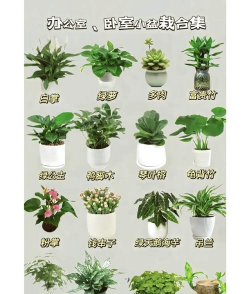 家里阳光不足怎么养花，选对植物种类，掌握养护技巧