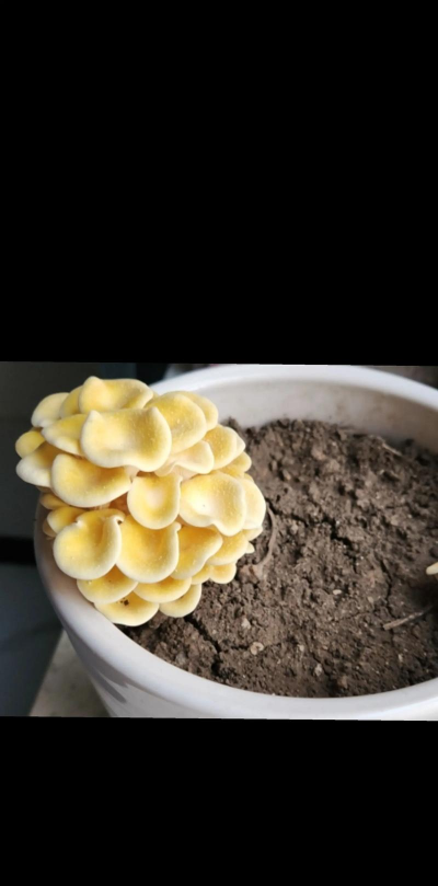 家里阳光不足怎么养花，选对植物种类，掌握养护技巧