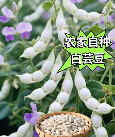 家里阳光不足怎么养花，选对植物种类，掌握养护技巧