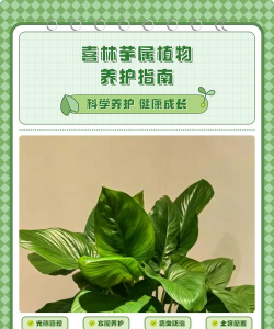 家里阳光不足怎么养花，选对植物种类，掌握养护技巧