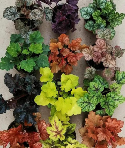 家里阳光不足怎么养花，选对植物种类，掌握养护技巧