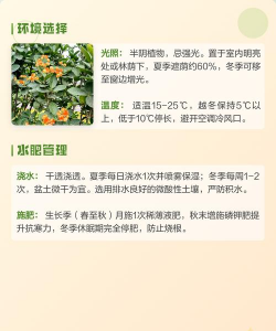 家里阳光不足怎么养花，选对植物种类，掌握养护技巧