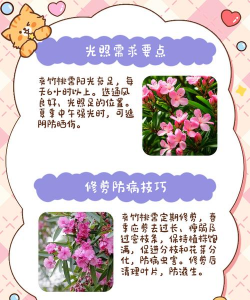 家里阳光不足怎么养花，选对植物种类，掌握养护技巧