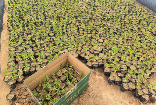 家里阳光不足怎么养花，选对植物种类，掌握养护技巧