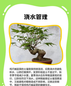 家里阳光不足怎么养花，选对植物种类，掌握养护技巧
