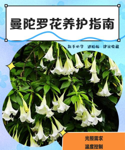 家里阳光不足怎么养花，选对植物种类，掌握养护技巧