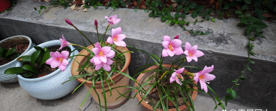 家里阳光不足怎么养花，选对植物种类，掌握养护技巧