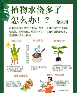 家里阳光不足怎么养花，选对植物种类，掌握养护技巧