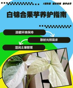 家里阳光不足怎么养花，选对植物种类，掌握养护技巧