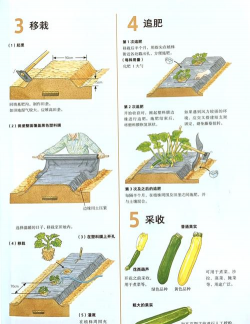 家里阳光不足怎么养花，选对植物种类，掌握养护技巧
