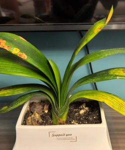 家里阳光不足怎么养花，选对植物种类，掌握养护技巧