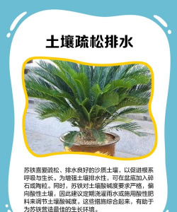 家里阳光不足怎么养花，选对植物种类，掌握养护技巧