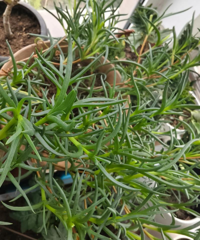 家里阳光不足怎么养花，选对植物种类，掌握养护技巧