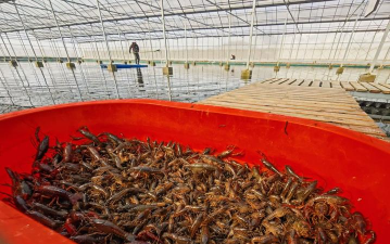 小众送妈妈的花有哪些花