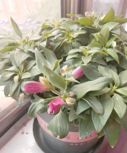 家里阳光不足怎么养花，选对植物种类，掌握养护技巧