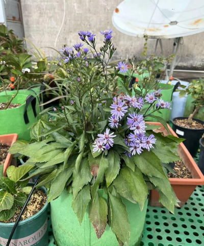 家里阳光不足怎么养花，选对植物种类，掌握养护技巧