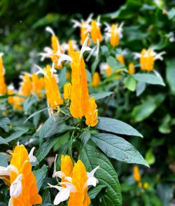 家里阳光不足怎么养花，选对植物种类，掌握养护技巧