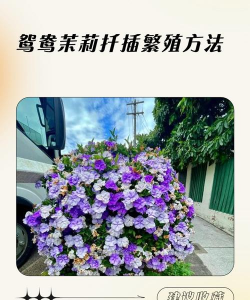家里阳光不足怎么养花，选对植物种类，掌握养护技巧