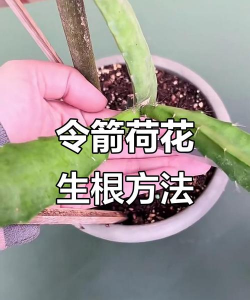 家里阳光不足怎么养花，选对植物种类，掌握养护技巧