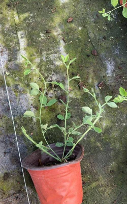 家里阳光不足怎么养花，选对植物种类，掌握养护技巧