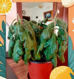 家里阳光不足怎么养花，选对植物种类，掌握养护技巧