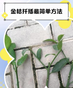 家里阳光不足怎么养花，选对植物种类，掌握养护技巧