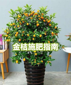 家里阳光不足怎么养花，选对植物种类，掌握养护技巧