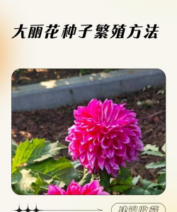 家里阳光不足怎么养花，选对植物种类，掌握养护技巧
