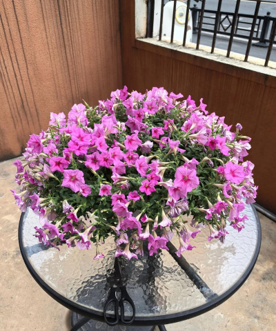 家里阳光不足怎么养花，选对植物种类，掌握养护技巧