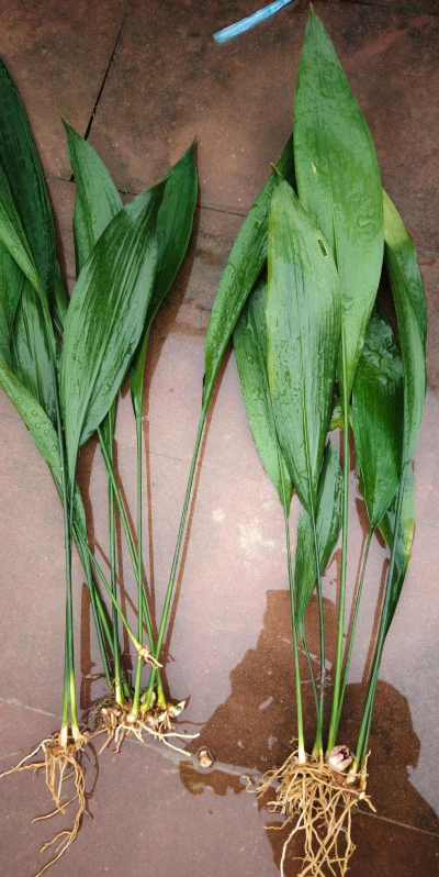 家里阳光不足怎么养花，选对植物种类，掌握养护技巧