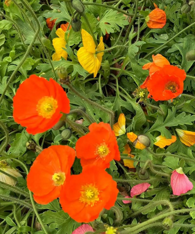 小众送妈妈的花有哪些花