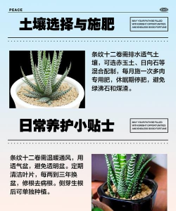 家里阳光不足怎么养花，选对植物种类，掌握养护技巧