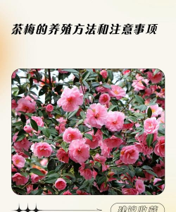 家里阳光不足怎么养花，选对植物种类，掌握养护技巧