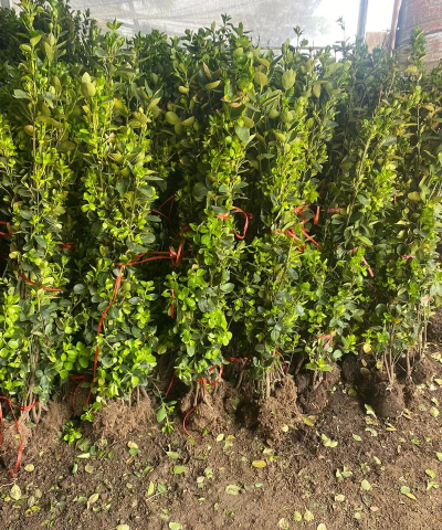 种冬青间距多少篱笆