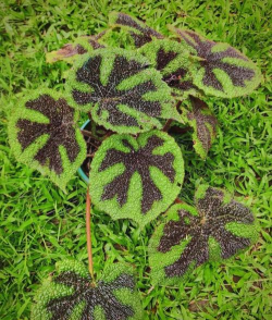 家里阳光不足怎么养花，选对植物种类，掌握养护技巧