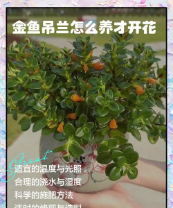 家里阳光不足怎么养花，选对植物种类，掌握养护技巧