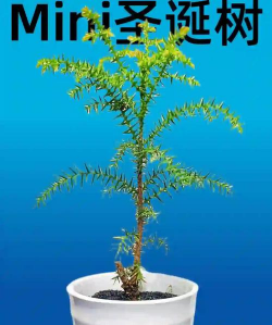 家里阳光不足怎么养花，选对植物种类，掌握养护技巧