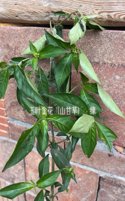 家里阳光不足怎么养花，选对植物种类，掌握养护技巧