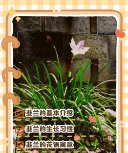 家里阳光不足怎么养花，选对植物种类，掌握养护技巧