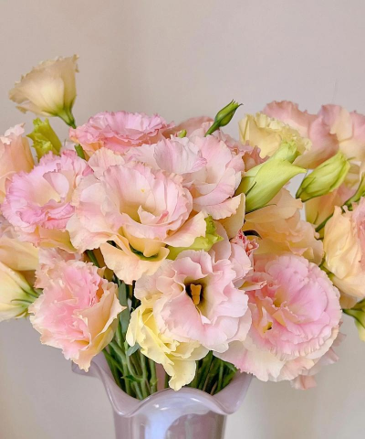 家里阳光不足怎么养花，选对植物种类，掌握养护技巧