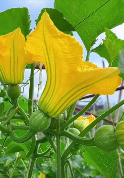 家里阳光不足怎么养花，选对植物种类，掌握养护技巧