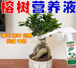 家里阳光不足怎么养花，选对植物种类，掌握养护技巧