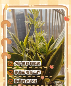 家里阳光不足怎么养花，选对植物种类，掌握养护技巧