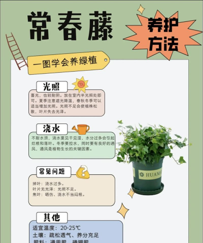 家里阳光不足怎么养花，选对植物种类，掌握养护技巧