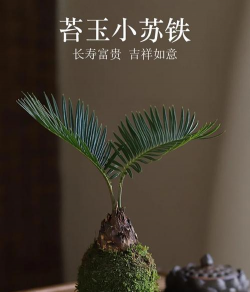 家里阳光不足怎么养花，选对植物种类，掌握养护技巧